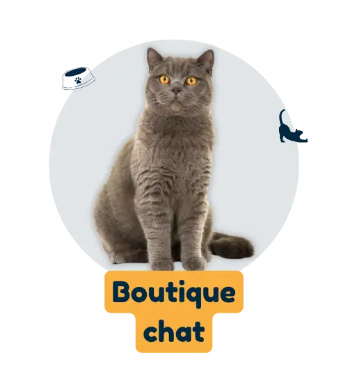 boutique chat