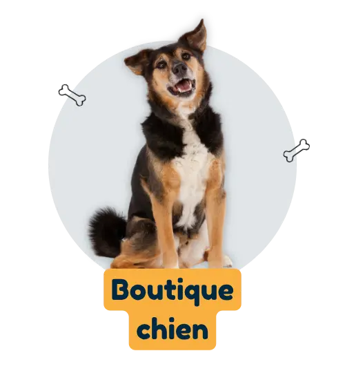 boutique chien