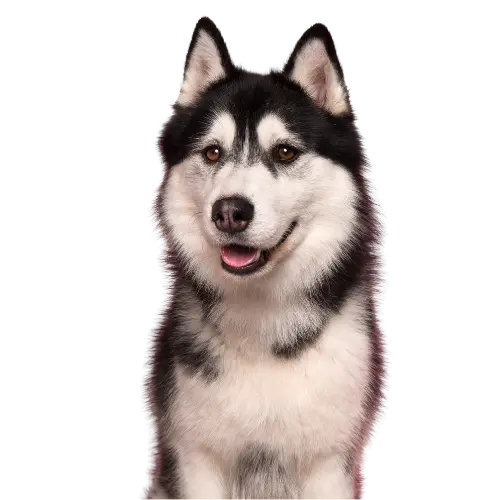 catégorie chien