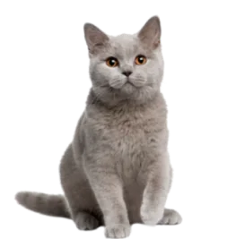 Nos marques de croquettes "Maison" Chat