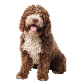 Nos marques de croquettes “Maison” pour chien