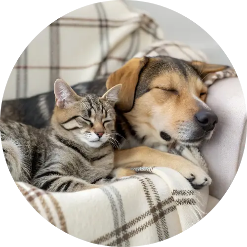 santé des chiens et chats