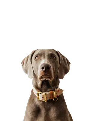 chien questionnaire