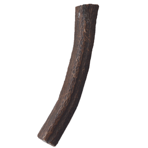 Wouandise ''GRAND'' bois de cerf 150-224 gr