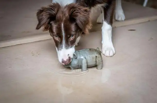 Chien prenant un jouet par la gueule