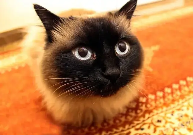 Petit chat avec un regard doux