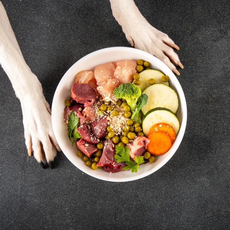alimentation pour chien