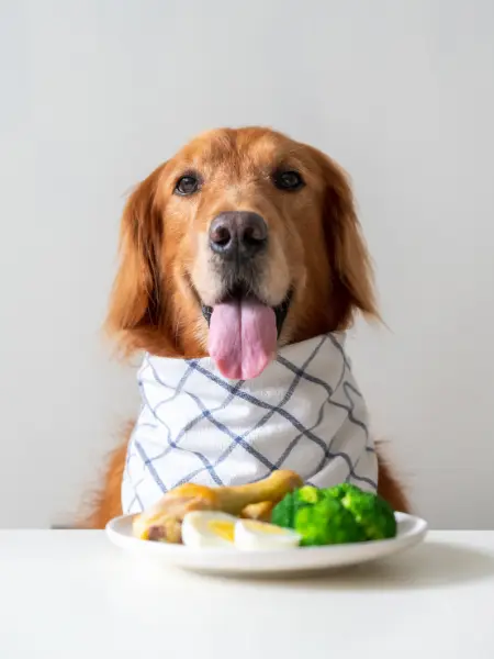 la meilleure alimentation pour votre chien