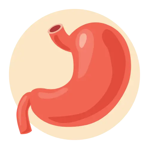 digestion
