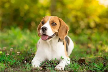 etude de cas beagle