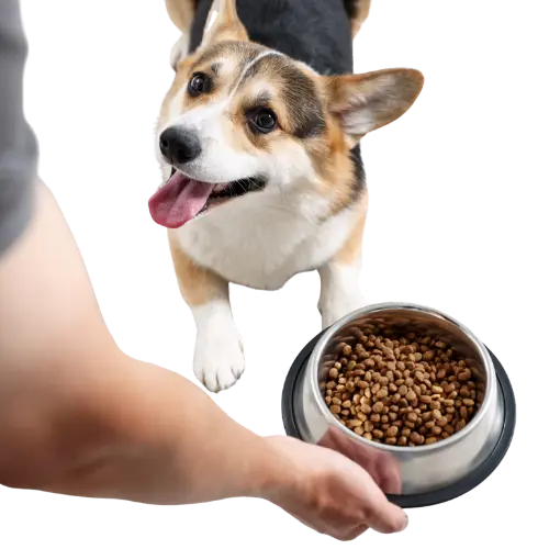 nourrir son chien
