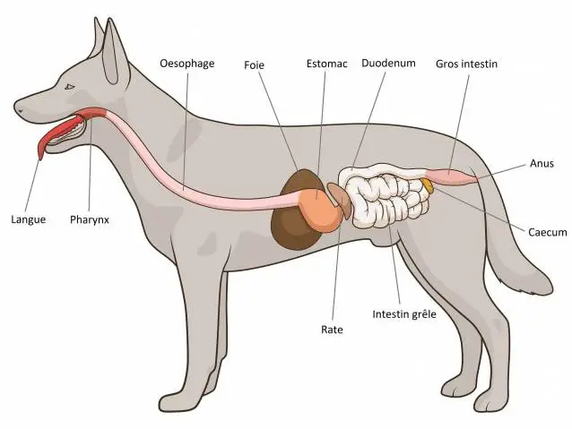 système digestif du chien